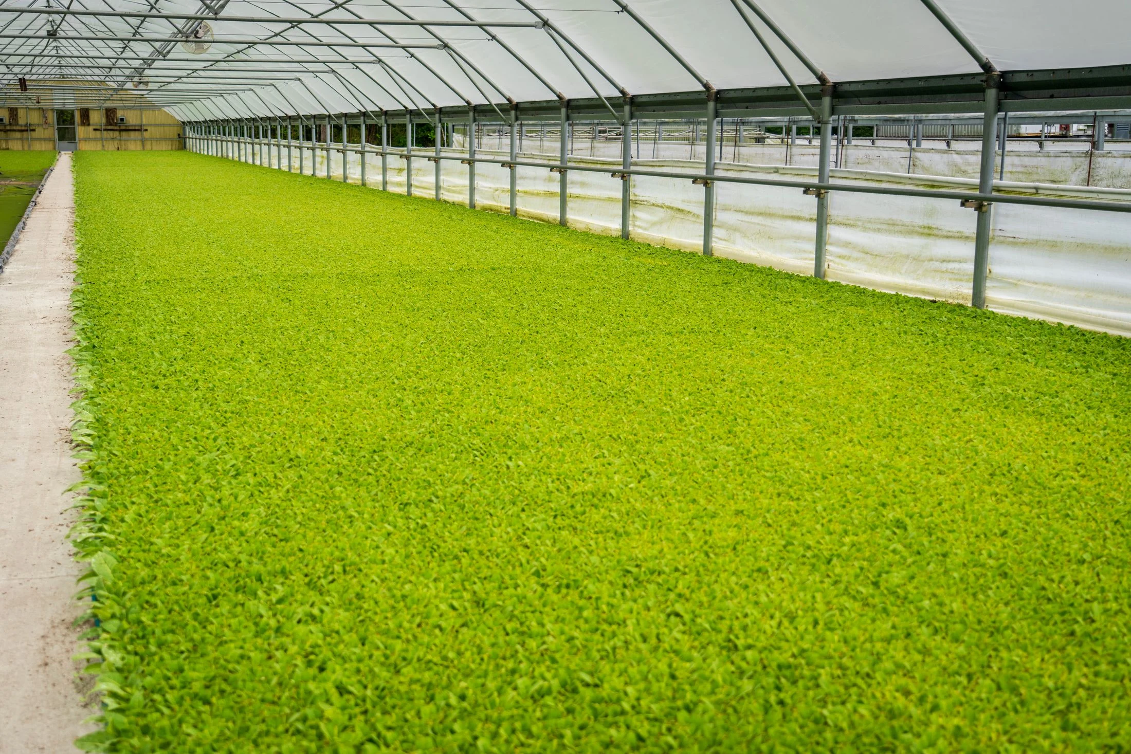 Cultivo em estufa agrícola