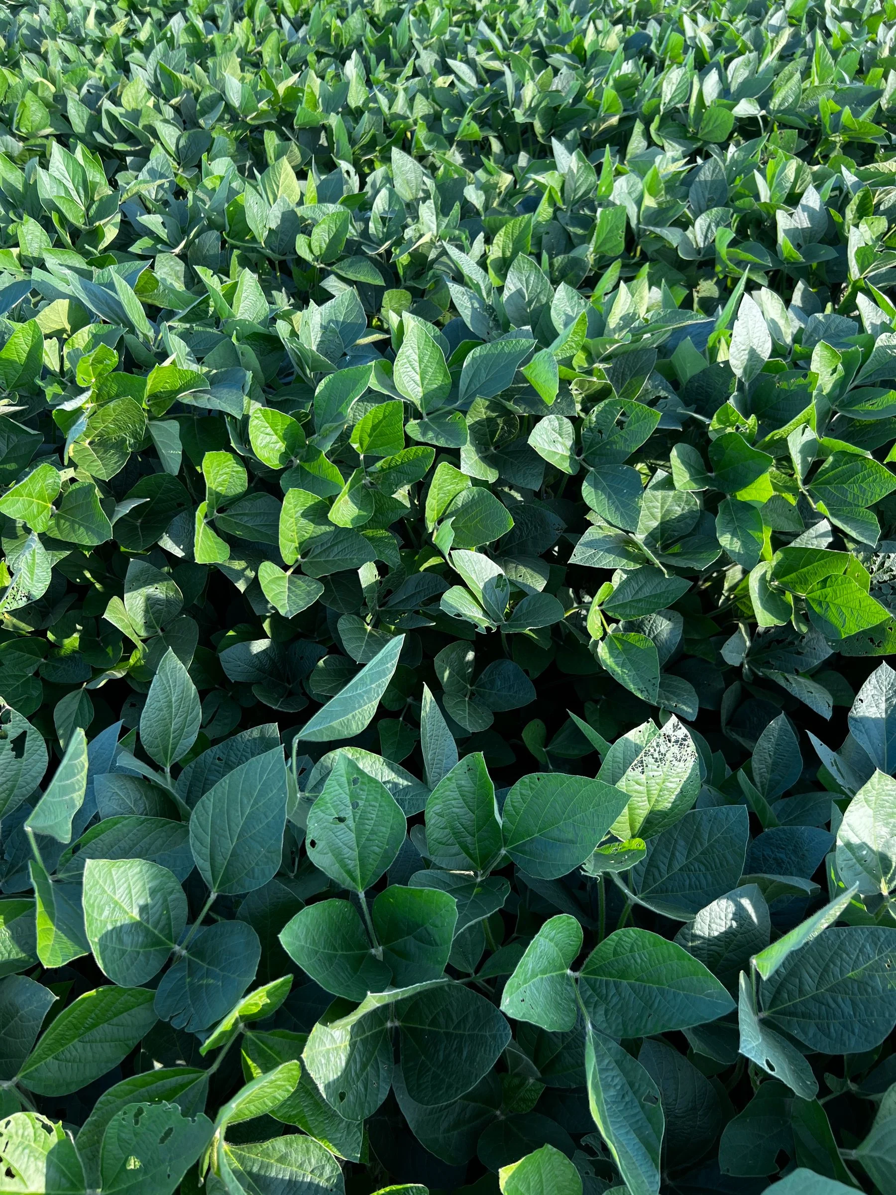 Folhas saudáveis em cultivo agrícola
